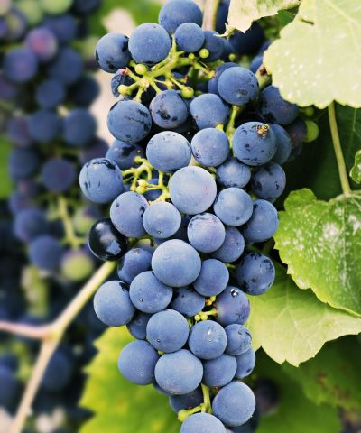 grapes, fruits, food, fresh, healthy, ripe, organic, sweet, produce, harvest, grapevine, vines, vitamins, fruits, food, food, food, food, food